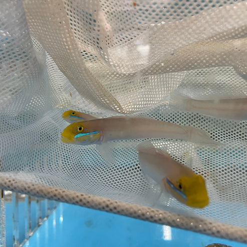 image_93de9715-0811-40f2-a3e9-1387f2a187ef.jpg Gold Head Sleeper Goby