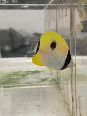 image_dc034a0b-d395-4d4f-8ea2-233a6db2e6dd.webp TearDrop Butterflyfish