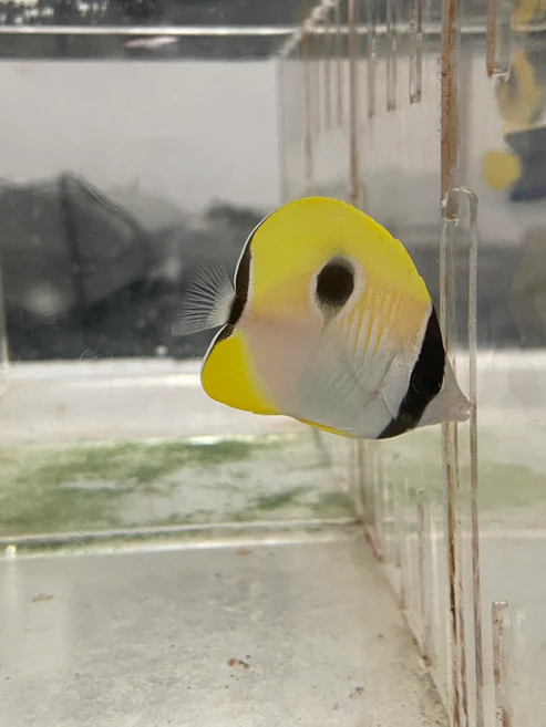 image_dc034a0b-d395-4d4f-8ea2-233a6db2e6dd.webp TearDrop Butterflyfish