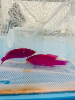Purple Queen Anthias