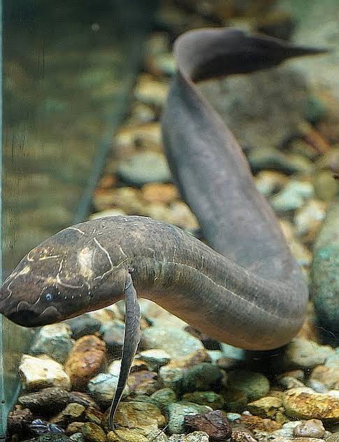 images-1.jpg African Spotted Lungfish