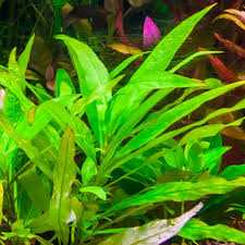 images-2.jpg Mermaid Plant