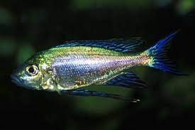 images.jpg Featherfin Fucifer Cichlid