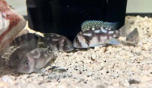 Night Star Frontosa