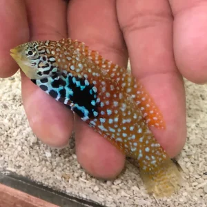 leporad_wrasse.webp Blue Star Leopard Wrasse