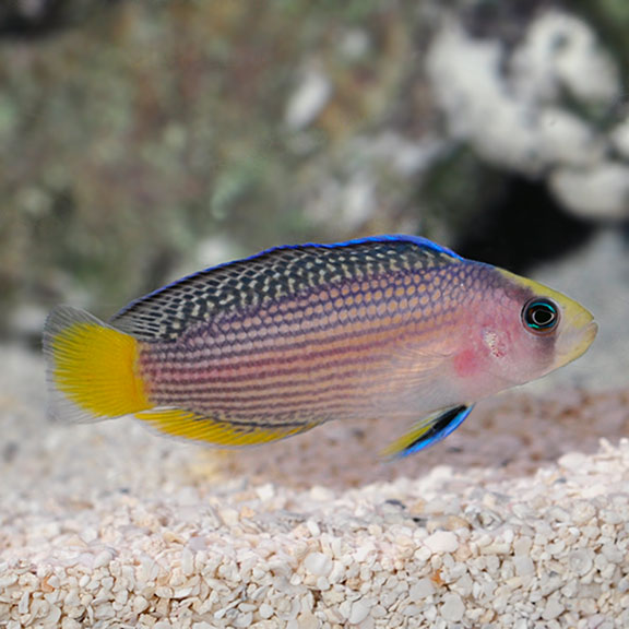 lg91974SplendidDottyback.jpg Splendid Dottyback