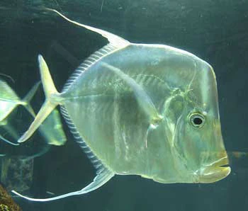 lookdown_350x298.webp Look Down Fish