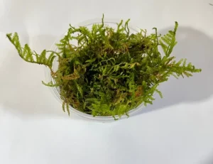 mosschristmas.webp Christmas Moss