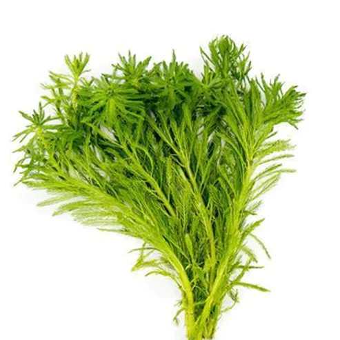 parrots_feather.webp Parrot's Feather