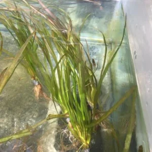 Italian Vallisneria