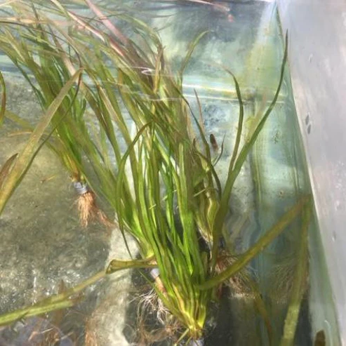Italian Vallisneria