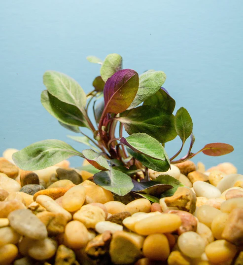 plantcardinal.webp Cardinal Plant