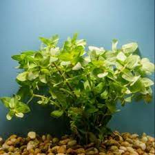 plantcreepingcharlie.jpg Creeping Charlie