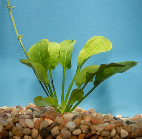 plantswordROSETTE-2.webp Rosette Sword Plant