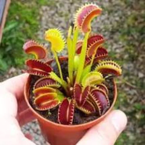 plantvenus.webp Venus Flytrap
