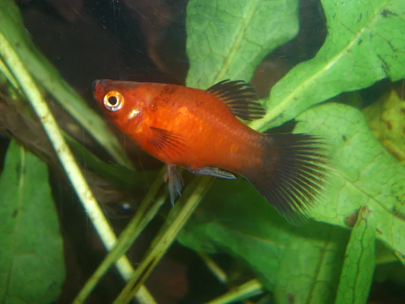 platycoralwag_592x444.webp Dwarf Coral Red Wag Platy