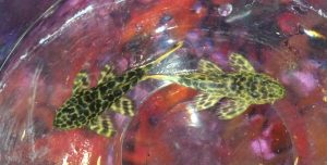 redtail_leopardus_plecos_l114__02025.jpg L-144 Bushynose Albino Longfin Pleco