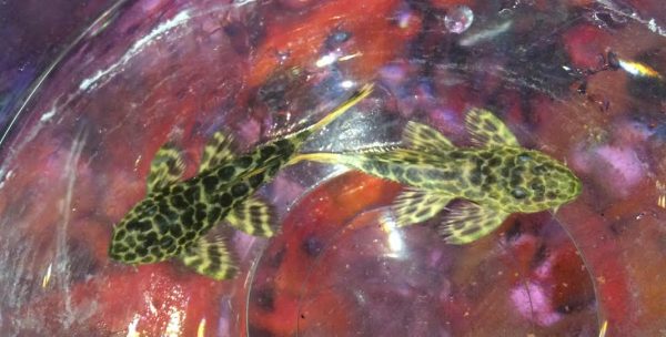 redtail_leopardus_plecos_l114__02025.jpg L-144 Bushynose Albino Longfin Pleco
