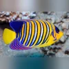 regal-angelfish_425x425.webp Regal Angelfish