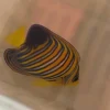 regal_angel_425x425.webp Regal Angelfish