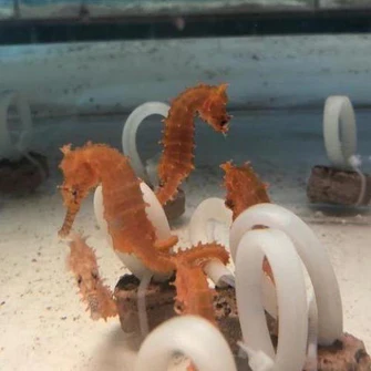 seahorse1_335x335.webp Orange Seahorse