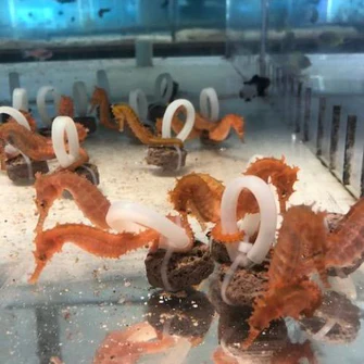 seahorse2_335x335.webp Orange Seahorse