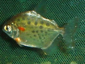 Spotted Silver Dollar