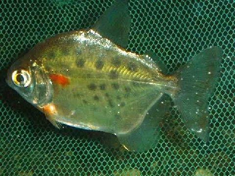 silver_dollar_spotted.jpg Spotted Silver Dollar