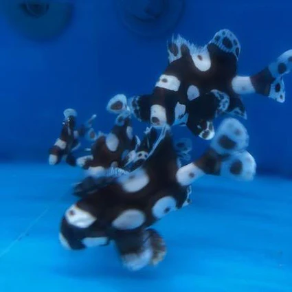 sweetlips_425x425.webp Sweetlips Clown Grunt