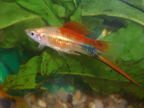 swordpinemickey.webp Pineapple Mickey Mouse Swordtail