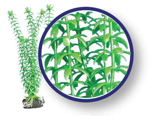 tonina_1_grande_291b45bf-ee70-441b-868d-ad9ad94b2f59.webp Tonina