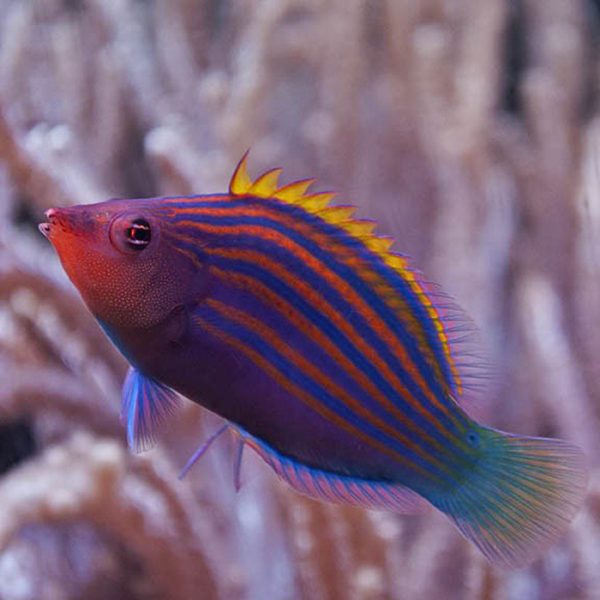 whitby091.jpg Eight Line Wrasse